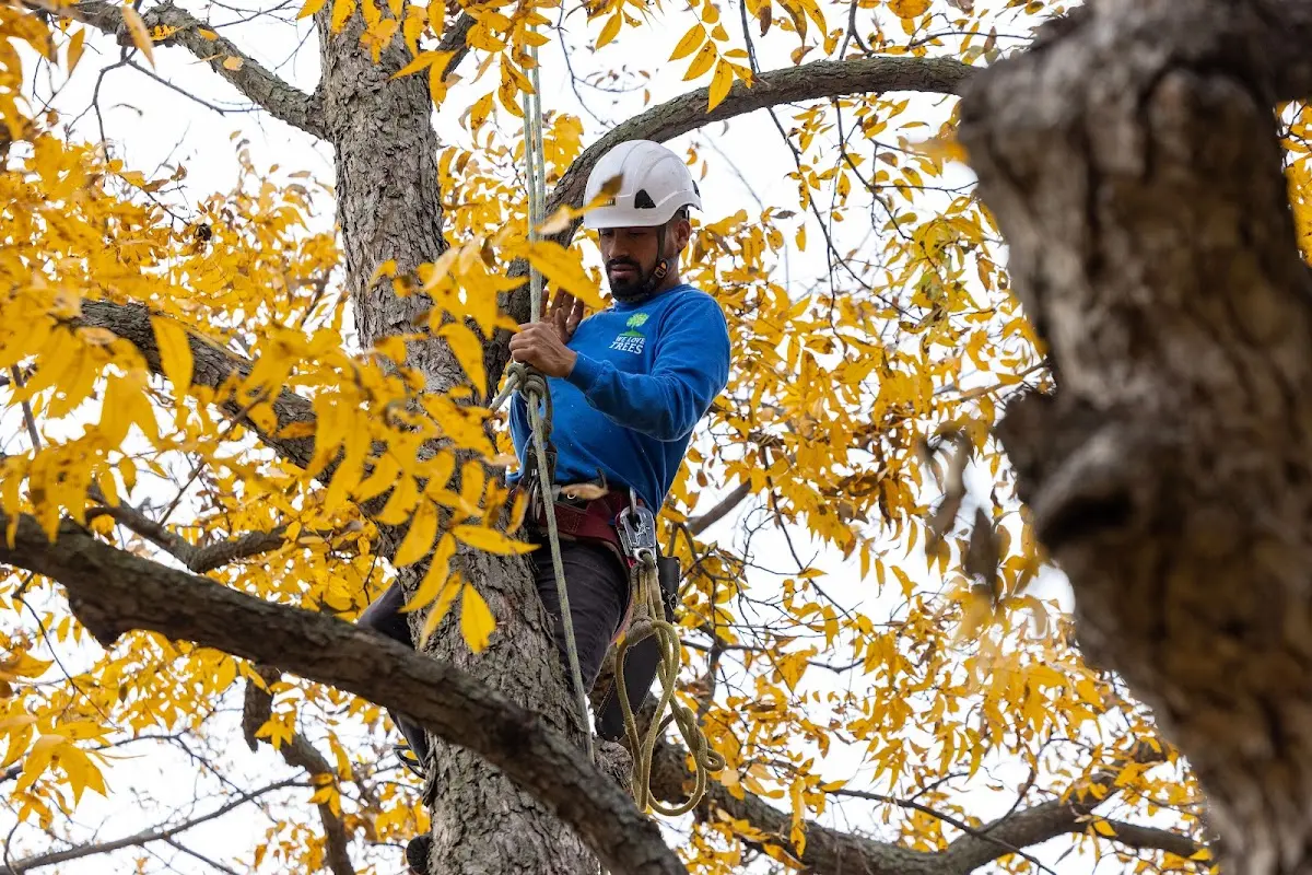 Skilled Storm Damage Cleanup crew working in Gas City